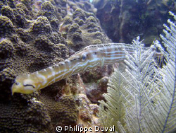 That picture was shot with nikon coolpix P5100. On the di... by Philippe Duval 